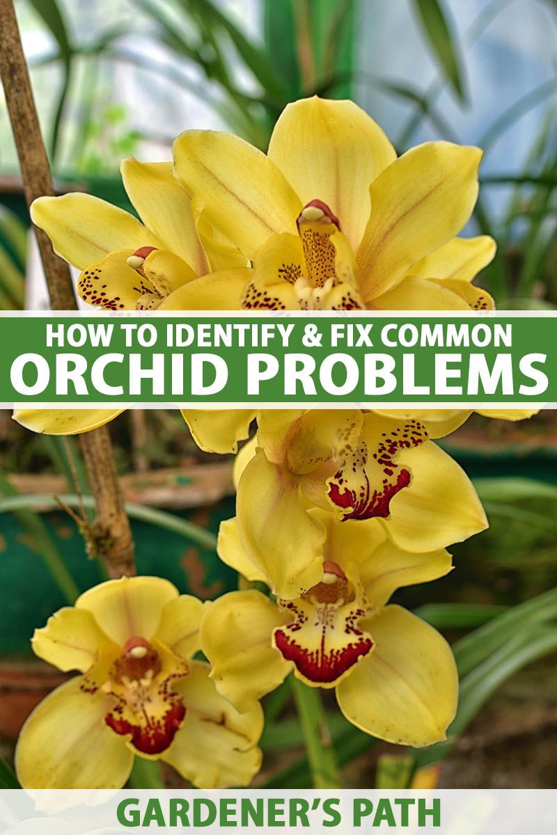 White Orchid Flowers Problems and Fixes: Common Issues and Easy Solutions for Beginners!