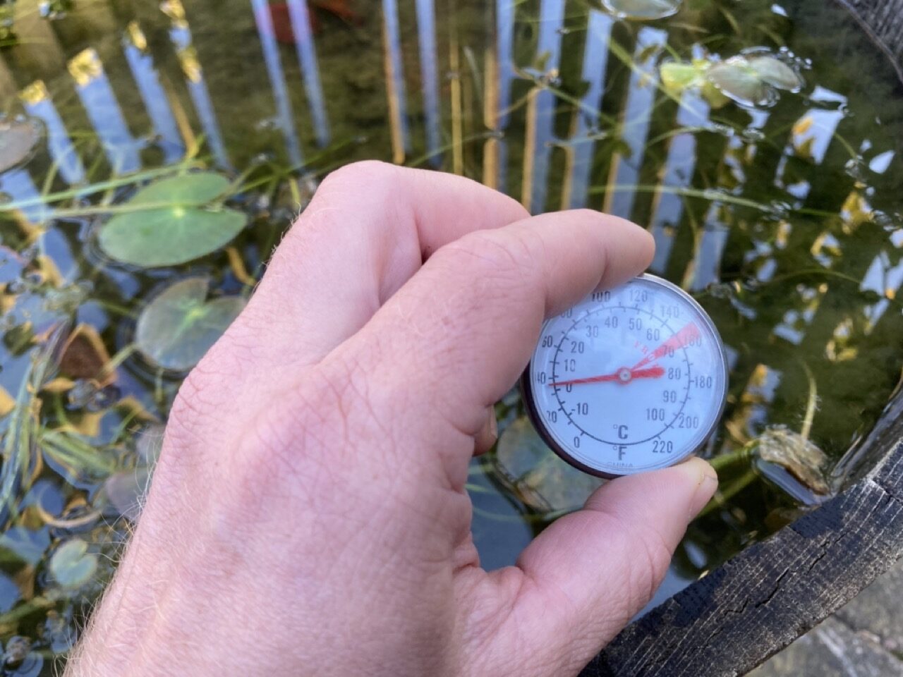 The Impact of Temperature Zones on Your Pond Ecosystem