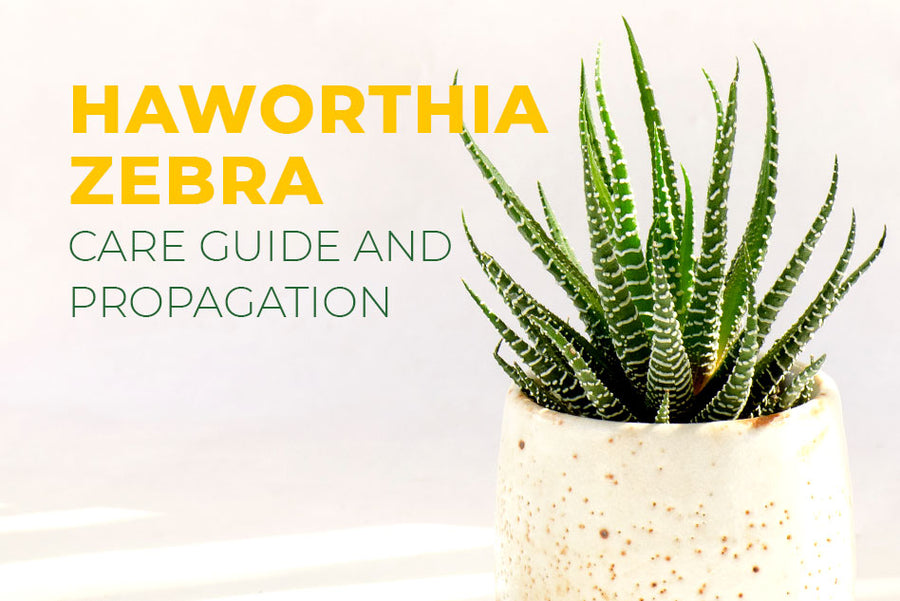 Haworthia Watering: How Often Should You Water Your Succulent? (Simple Tips for Beginners!)