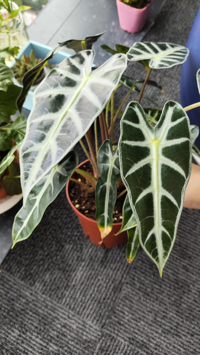 Alocasia Watering Problems? Heres How to Tell if Youre Overwatering or Underwatering