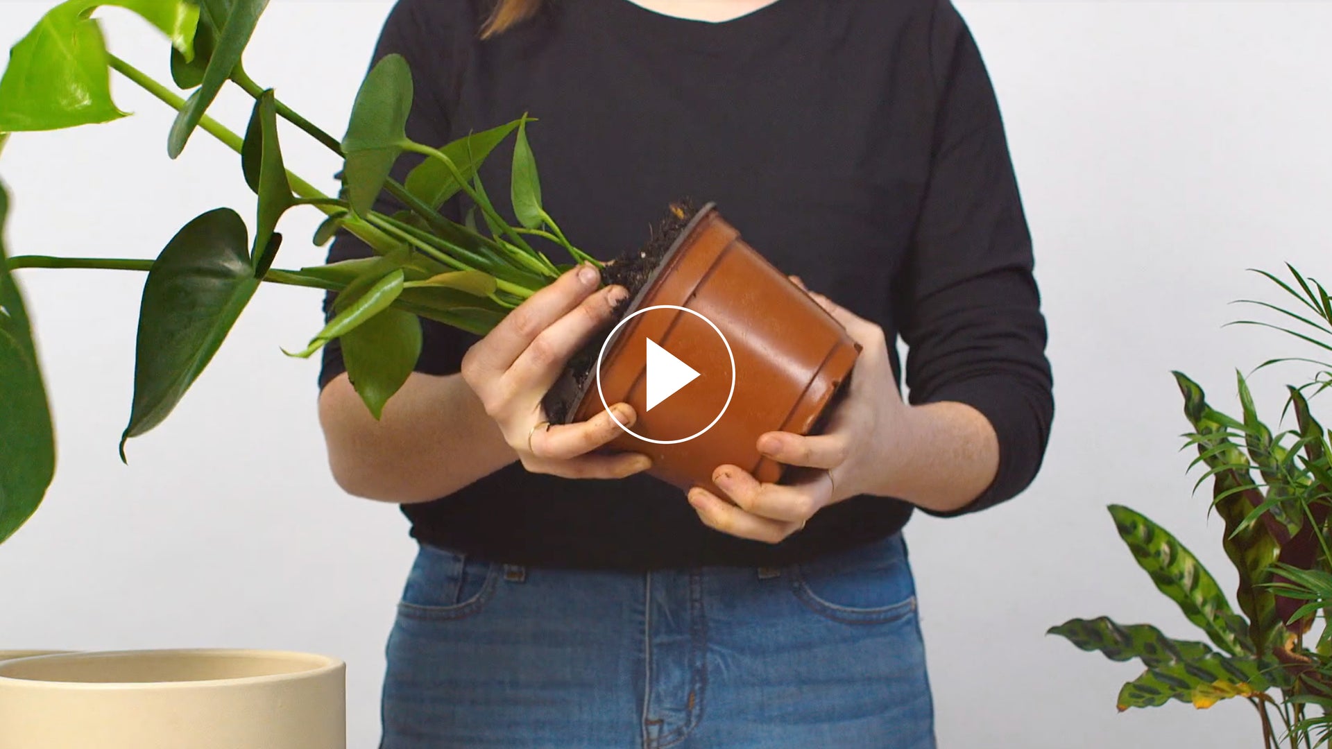 Alternatives for repotting large potted tree (Here is what you need)