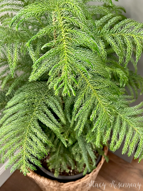 How much light does a Norfolk pine need? A basic guide for happy plants!