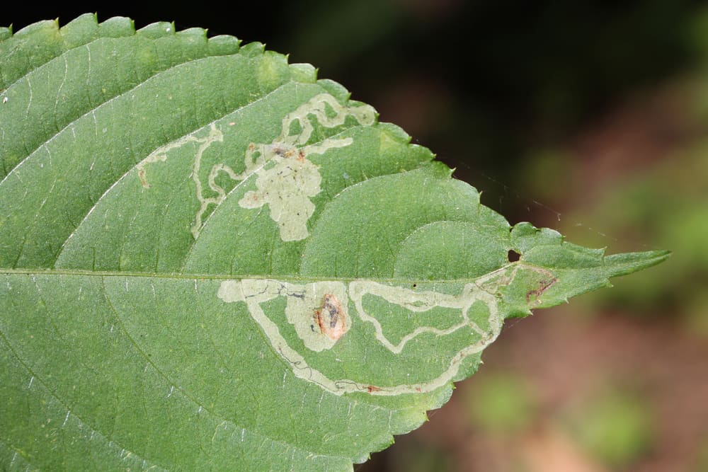 Impatiens Pests and Diseases: How to Identify and Treat Them