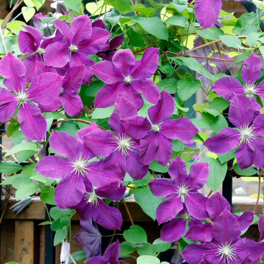 Care of Clematis in the Fall: Keep Your Climbers Healthy!