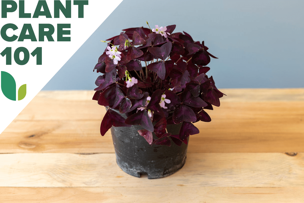 Simple Guide to Care of Shamrock Plant: Your Questions Answered on Watering, Light, and More