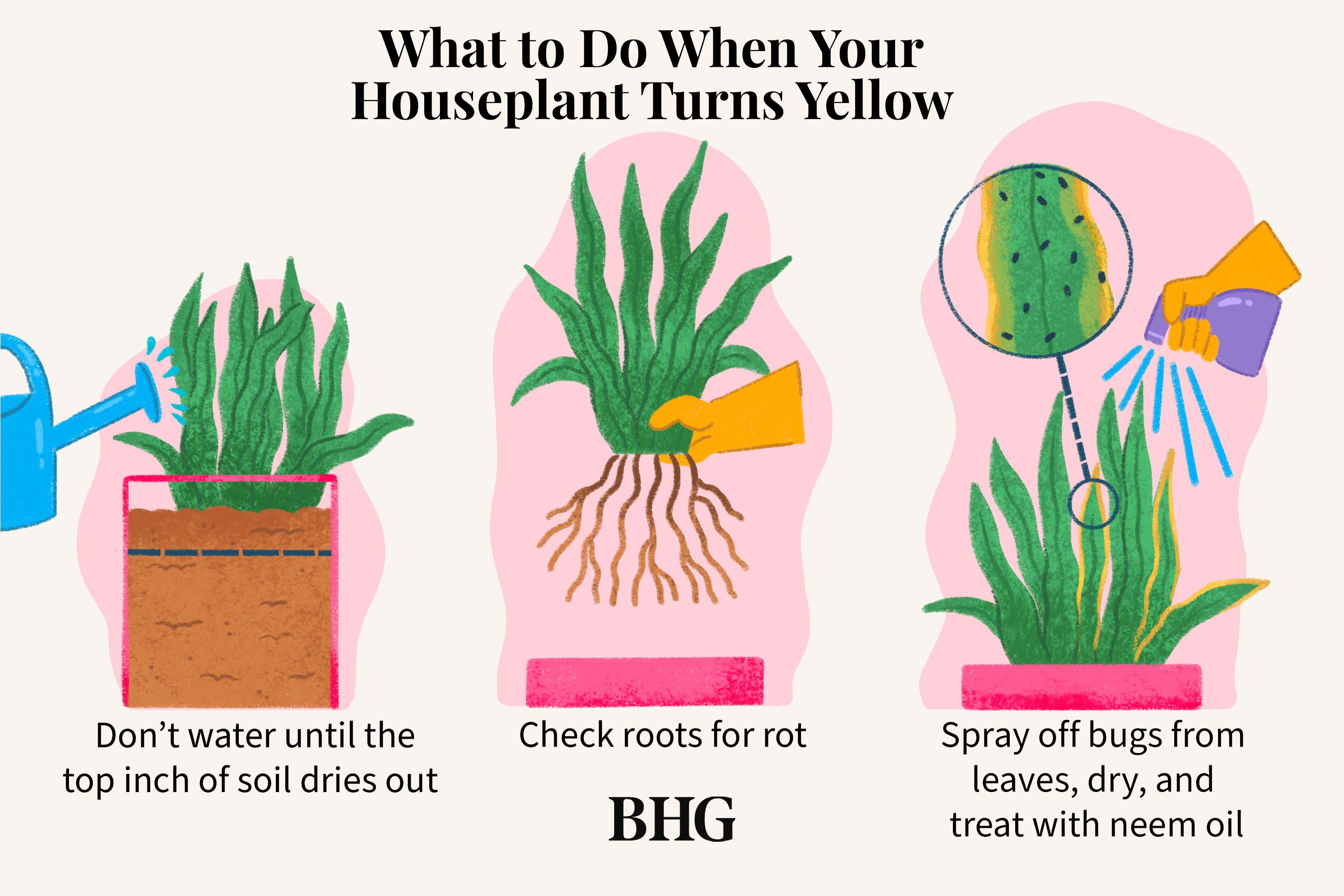 Flowers with yellow leaves Why it happens and how to prevent it