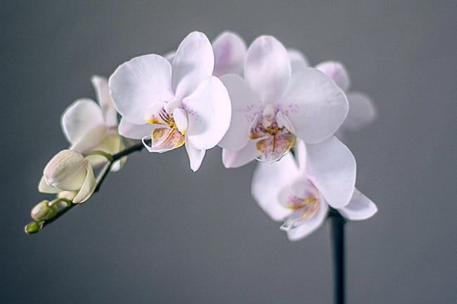 Are White Orchid Flowers Hard to Grow? (Easy Tips for Beginners to Grow Stunning Orchids)