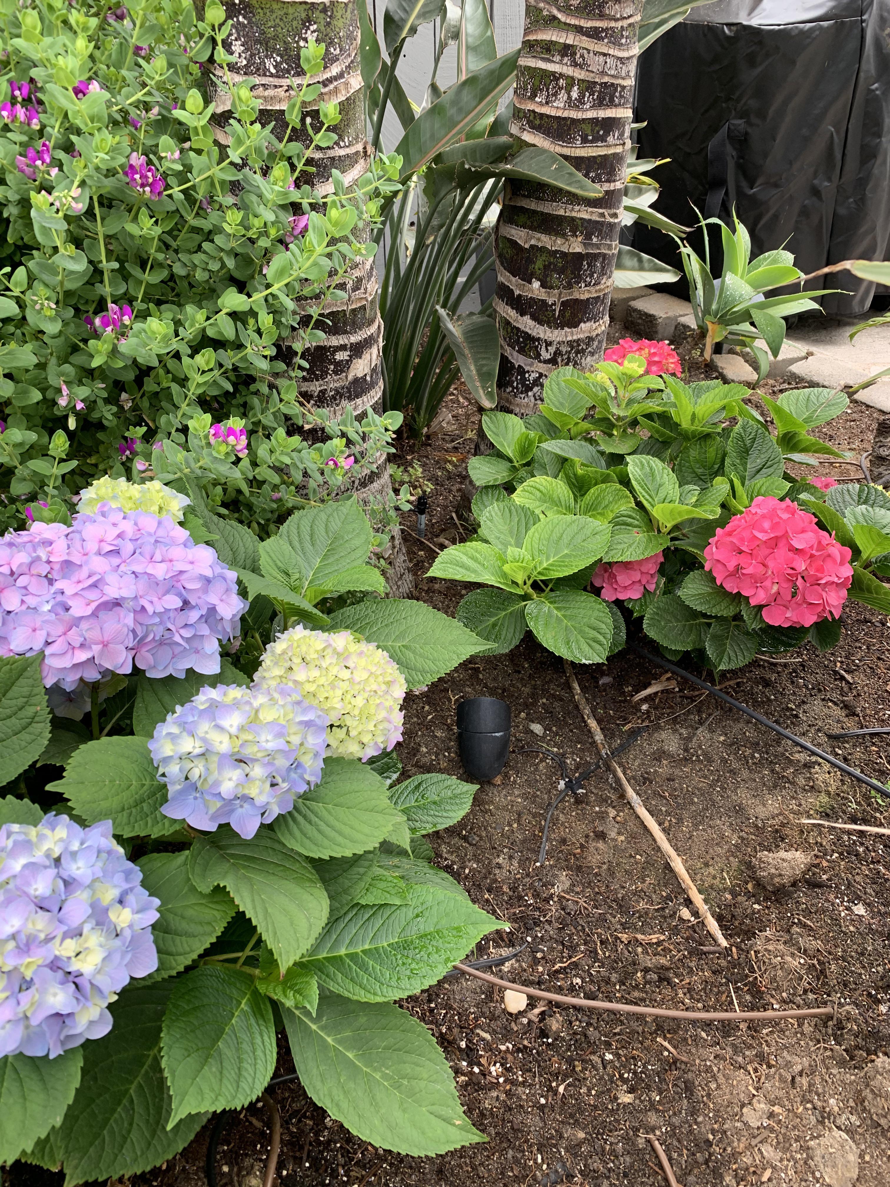 Can You Use Coffee Grounds on Hydrangeas? Heres What You Need to Know