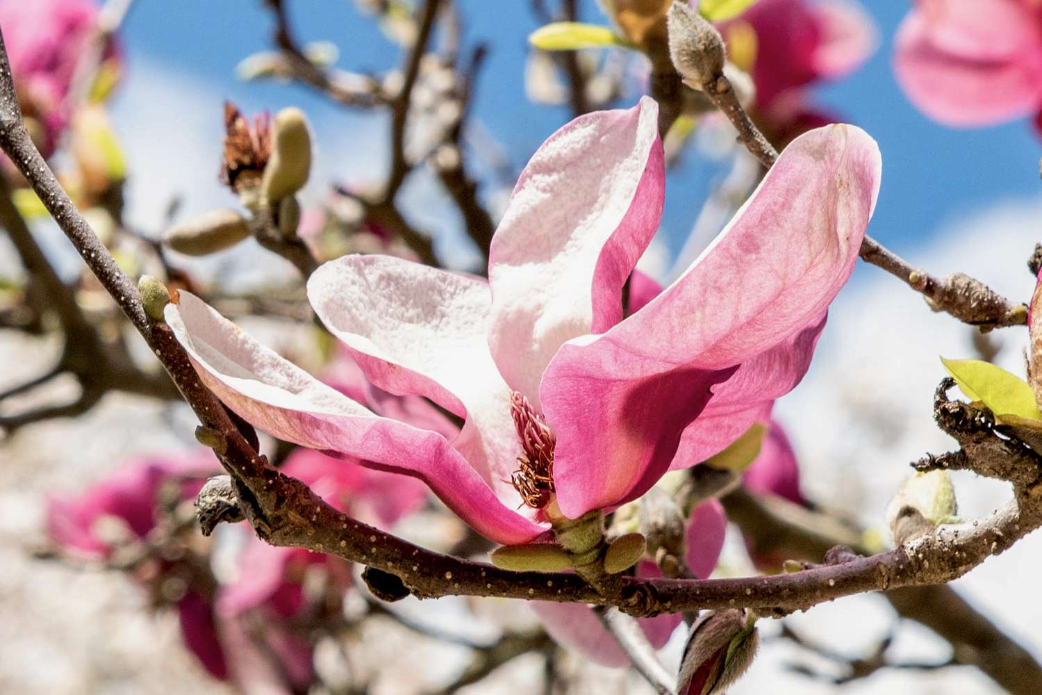 Need help with Jane magnolia pruning? Get the best tips here now!