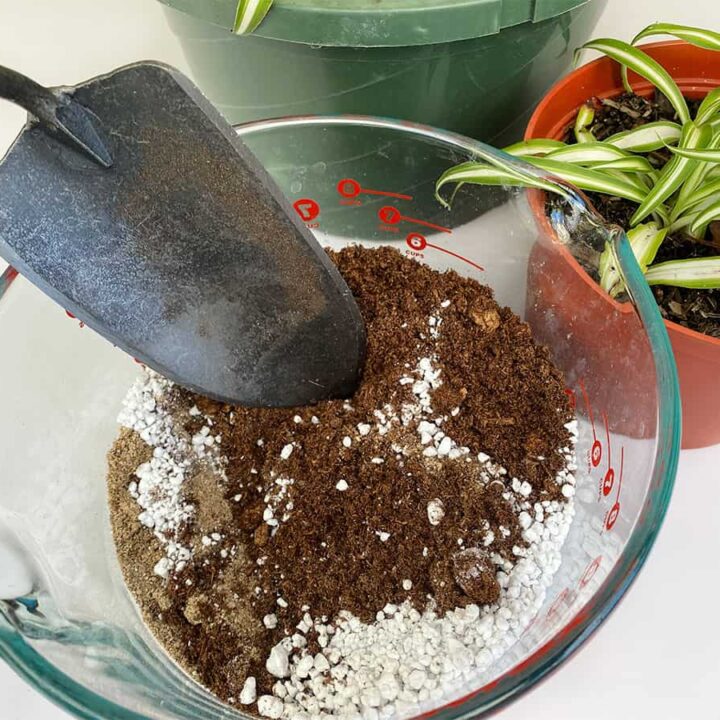 Perfect Type of Soil Needed for Spider Mums