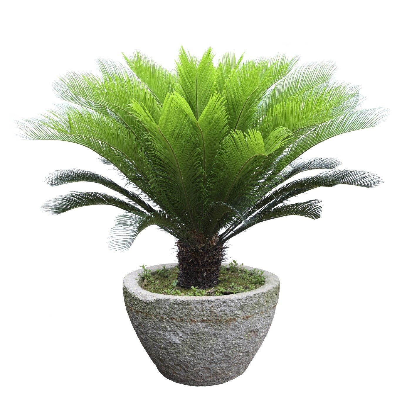 How to Fertilize Sago Palms? Simple Steps for Beginners