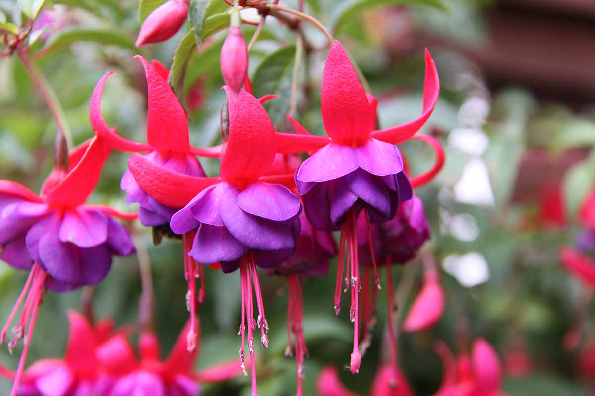 Best Standing Fuchsia Varieties: Top Picks for Your Garden