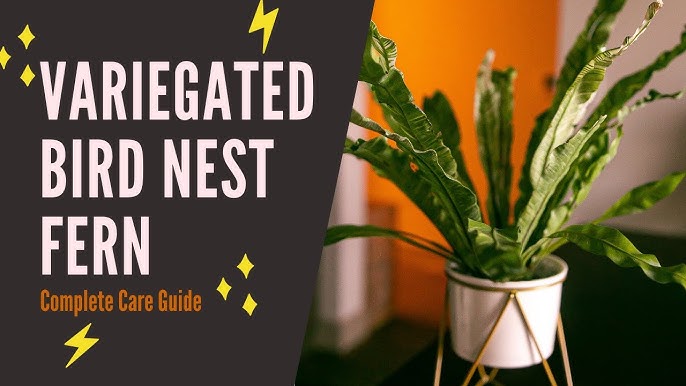 Birds Nest Fern Care: A Beginners Guide to Happy Plants!