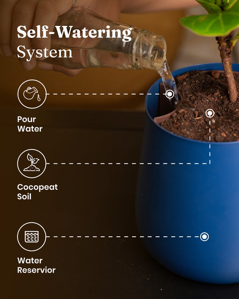 Can I Pour Oyster Plant Food Water Directly into the Soil?