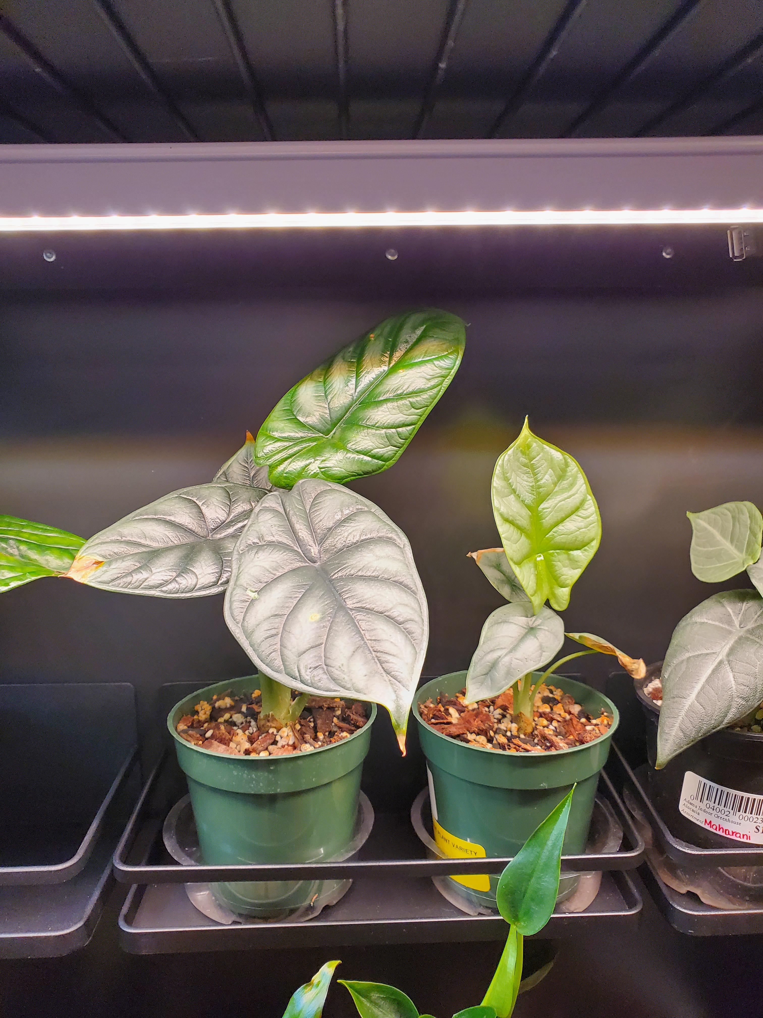 alocasia lighting: how much light does your alocasia really need?
