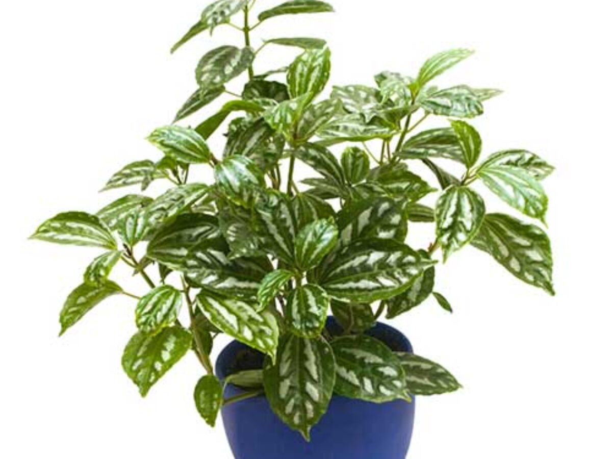 Watering Aluminum Plant: The Ultimate Care Guide