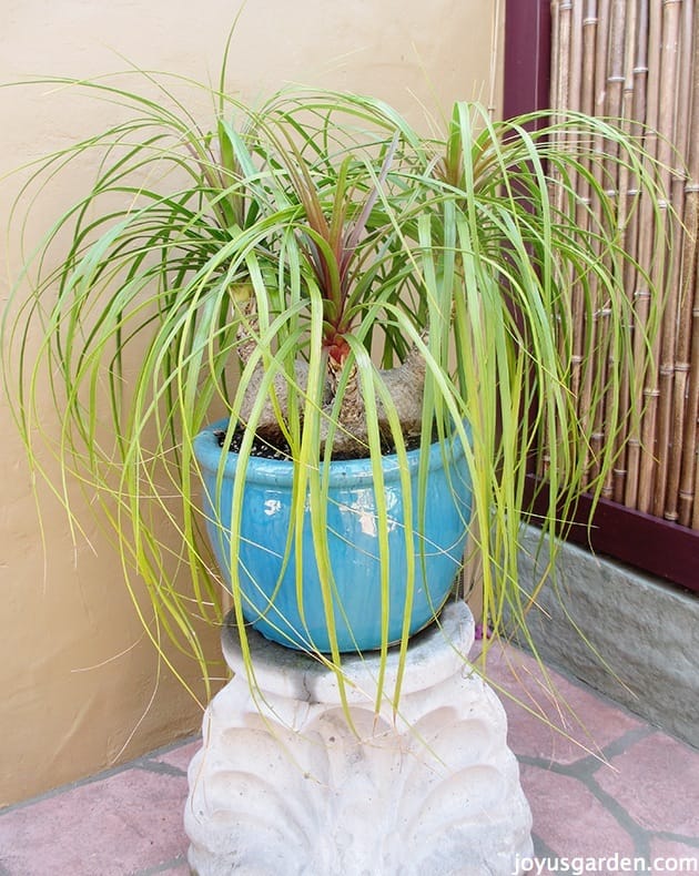 When and How to Repot Your Ponytail Palm? A Simple Guide