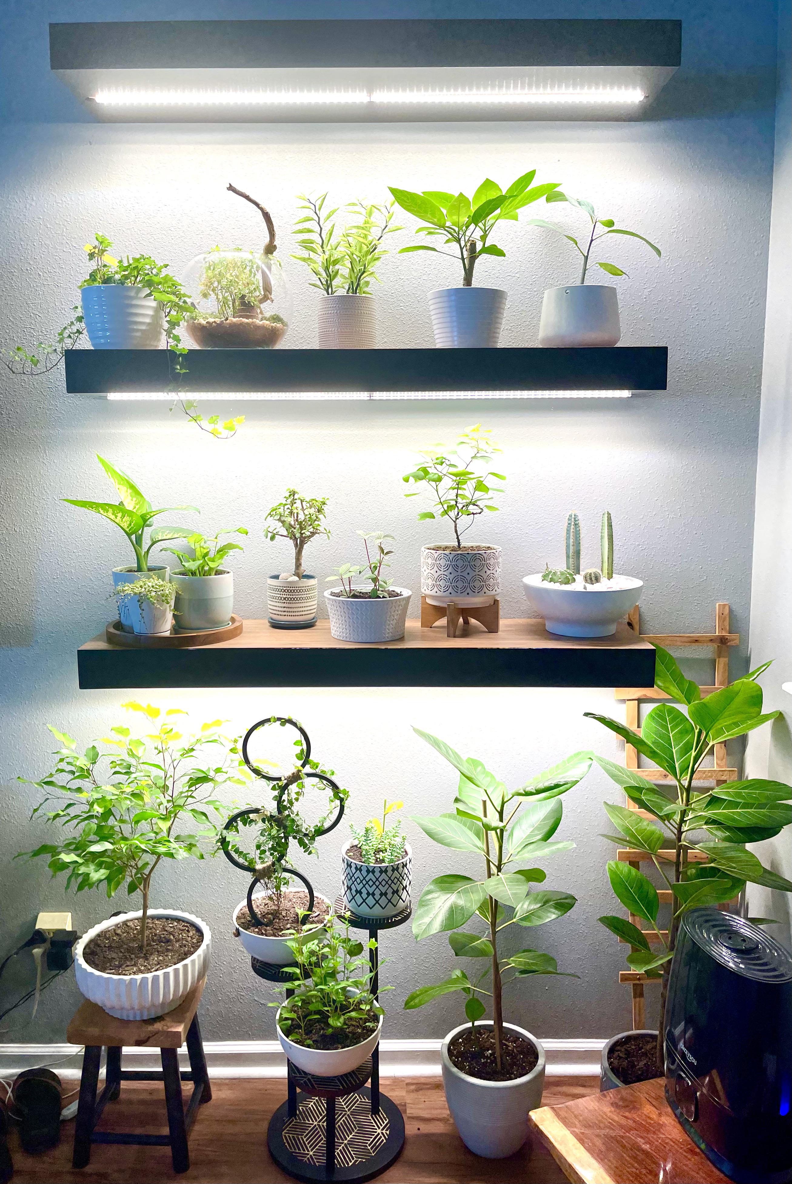 Plant shelves with grow lights setup tips for healthy plants.