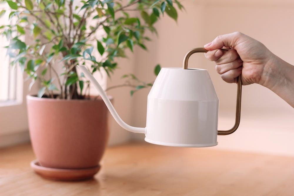 Tin watering can benefits: Why use one (and how it can help your plants thrive)