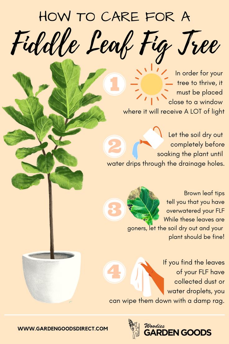 Fig Tree Watering Tips: Simple Guide for Beginners