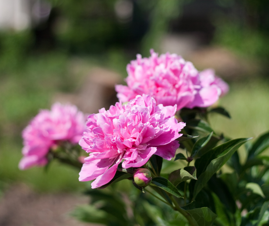 Fertilizing Peonies: When and How to Do It Right?