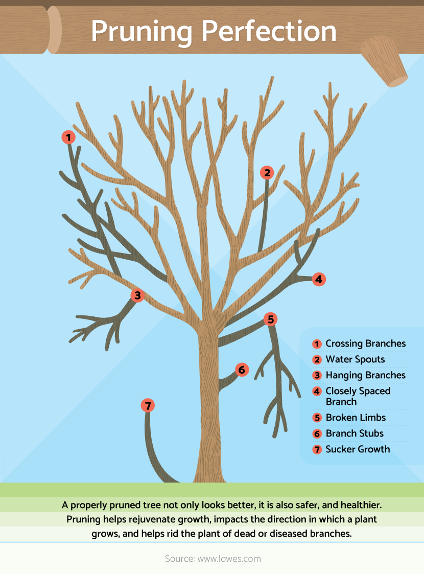 Ash Tree Pruning: Easy Steps for Healthy Trees