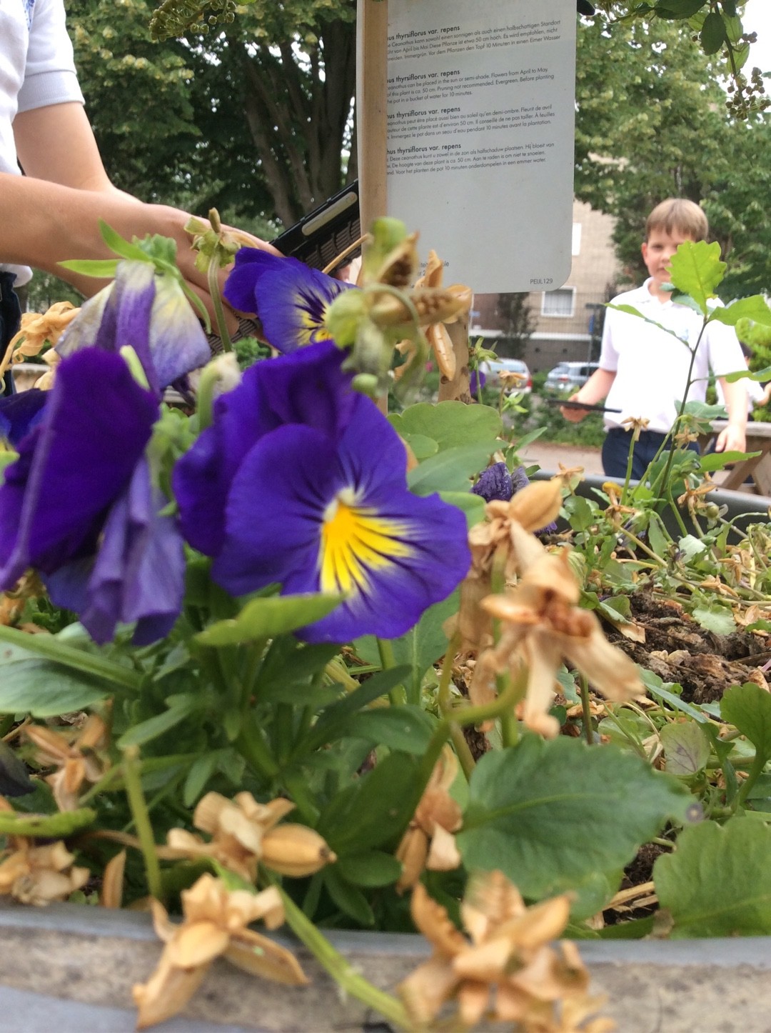 Molly Plant Care: Fertilizing for Lush Growth and Blooms