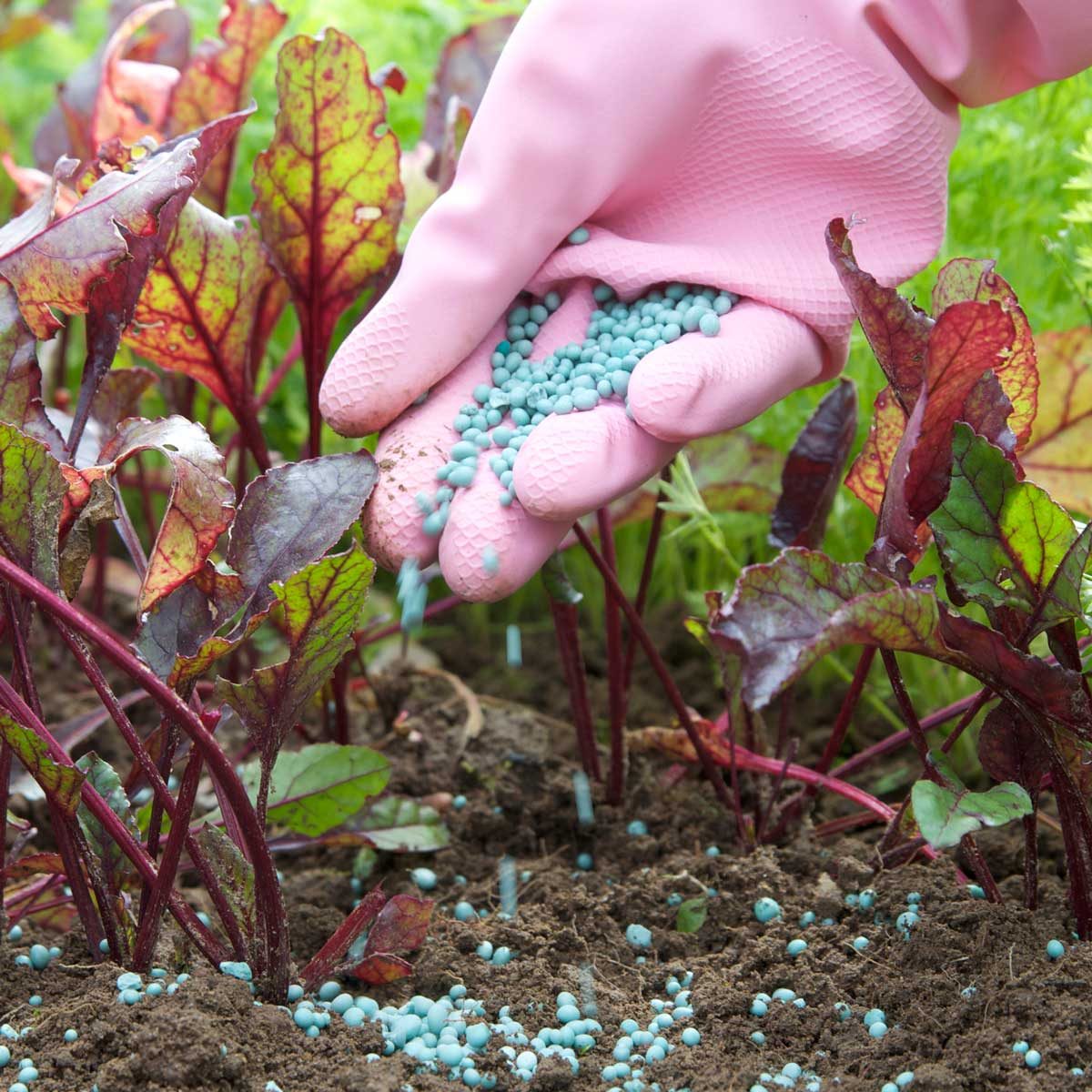 Best slow release fertilizer for your plants (Top picks to keep your garden healthy)