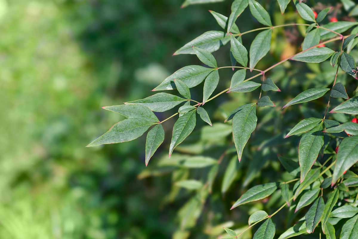 Heavenly bamboo pruning: a simple guide to trimming nandina plants (keep your shrubs looking great)