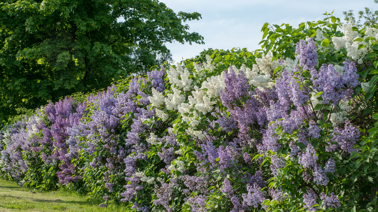 When Should You Fertilize Lilac Bushes? Timing and Tips