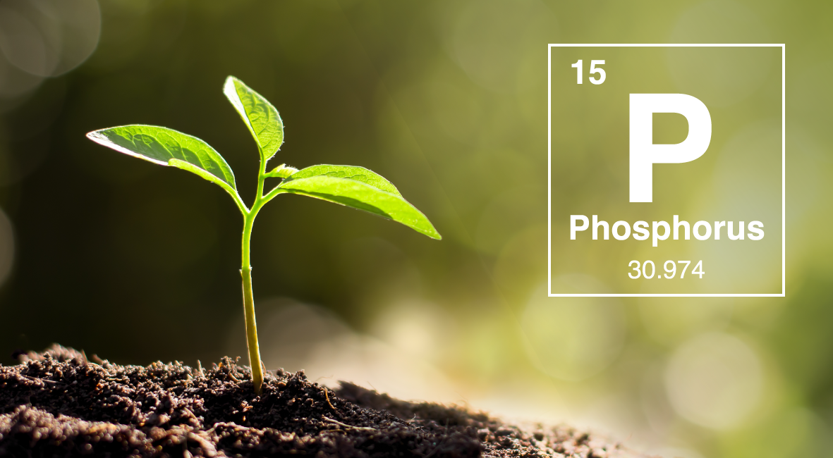 Want Healthy Soil? Find Out How to Reduce Phosphorus Levels