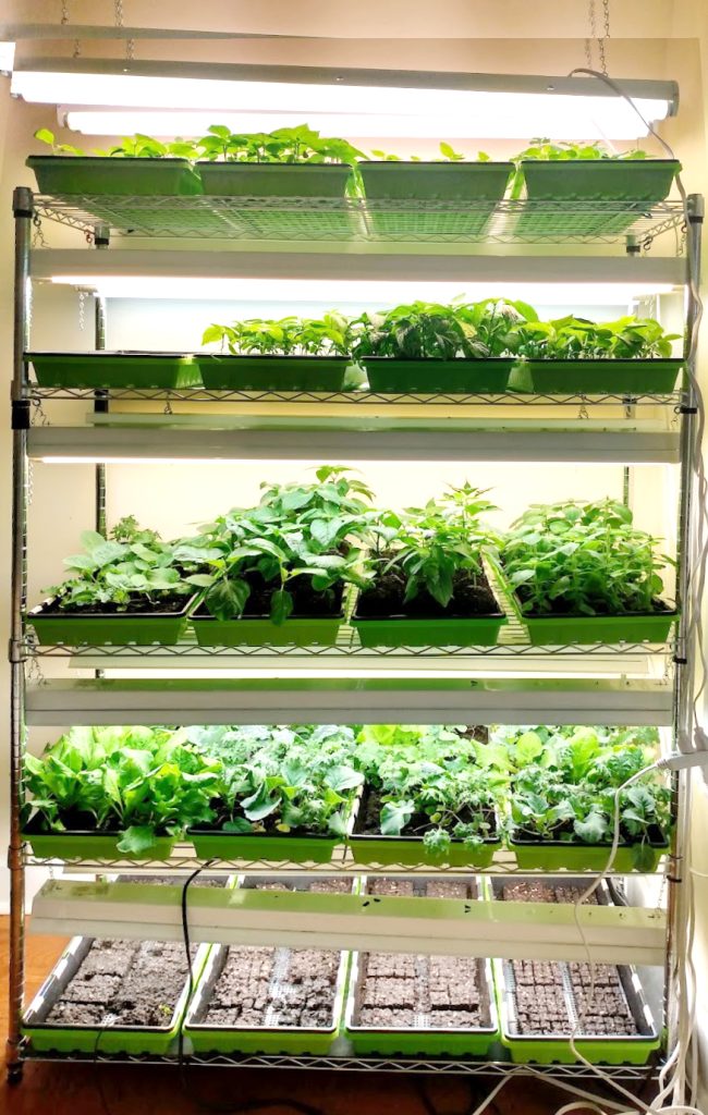 Plant shelves with grow lights setup tips for healthy plants.
