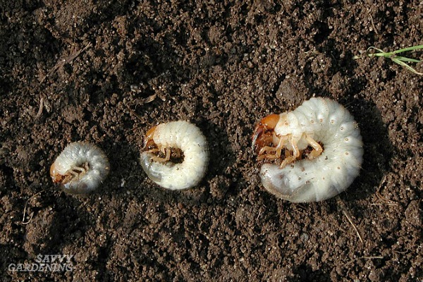Soil White Worms in Your Garden? Heres What to Do