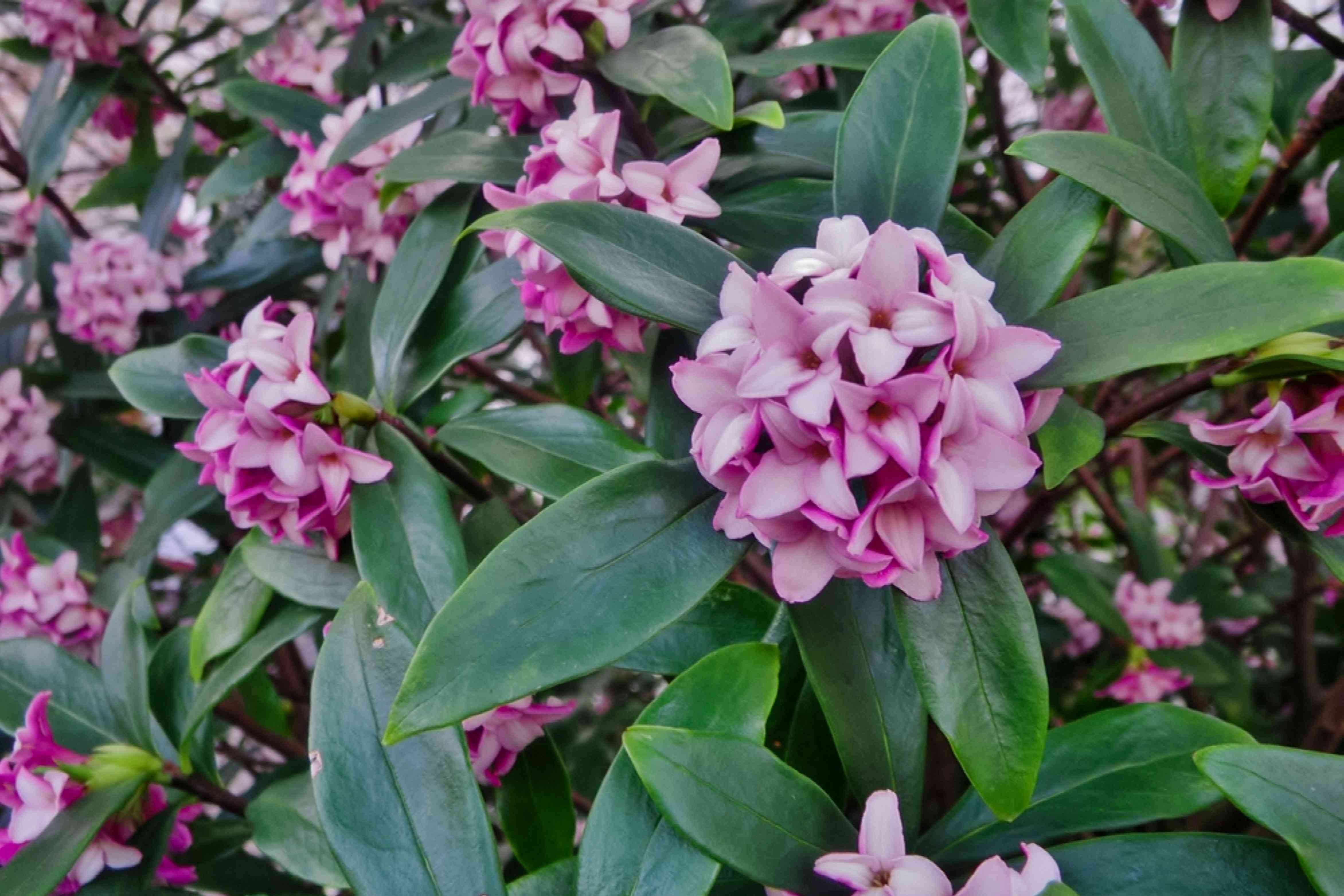 Why Pruning Daphne Plants Matters: Keep Them Blooming