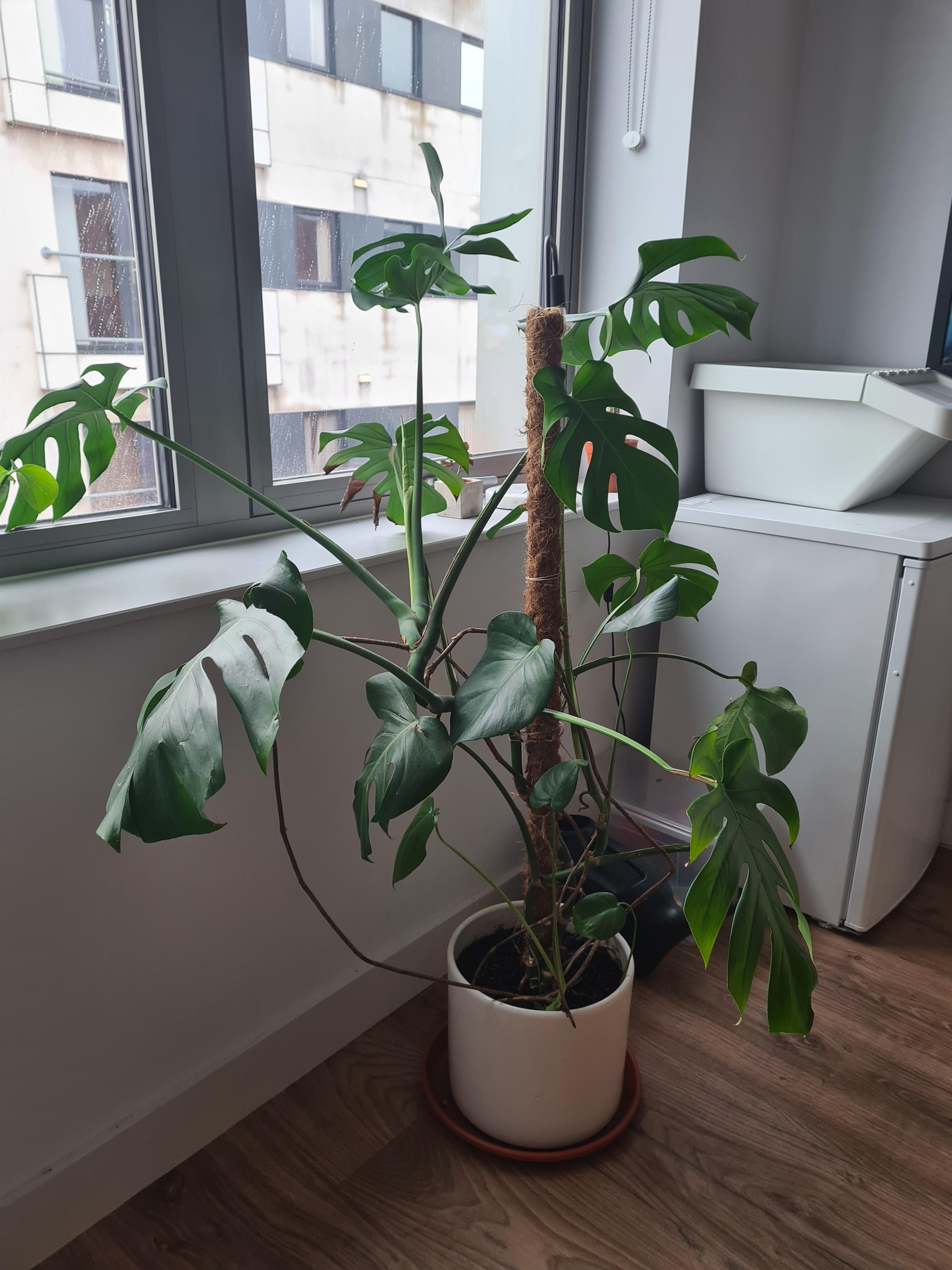 Where to buy a plant stand for monstera: Tips for you
