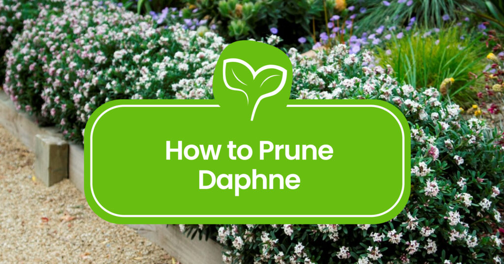 When to prune Daphne? Simple guide for beginners.