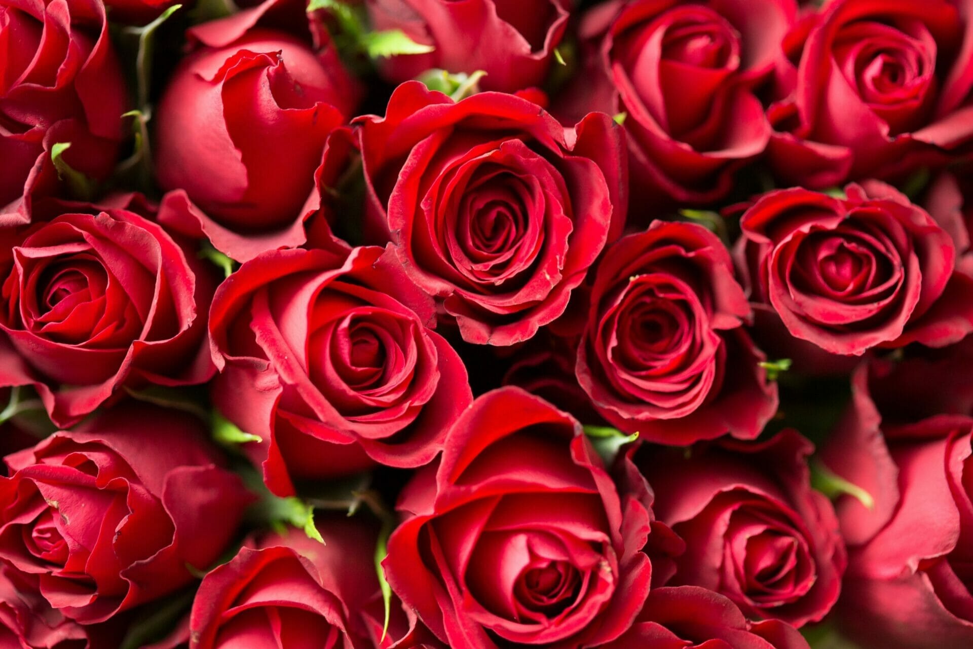 Taurus flowers: A simple guide to the best floral gifts for every taurus!