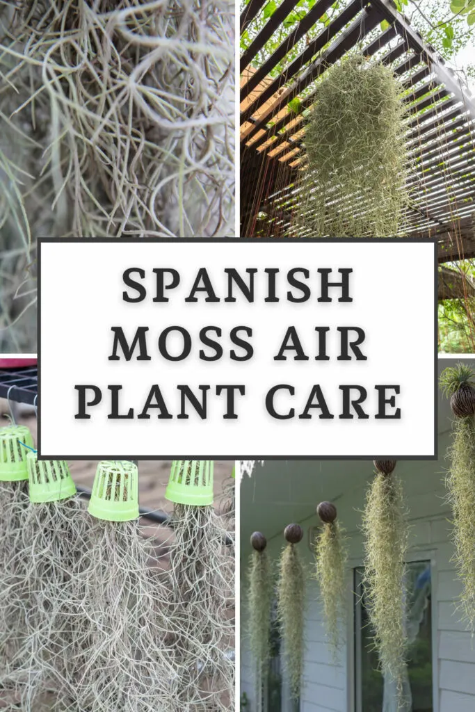 How to Care for Spanish Moss: A Simple Guide