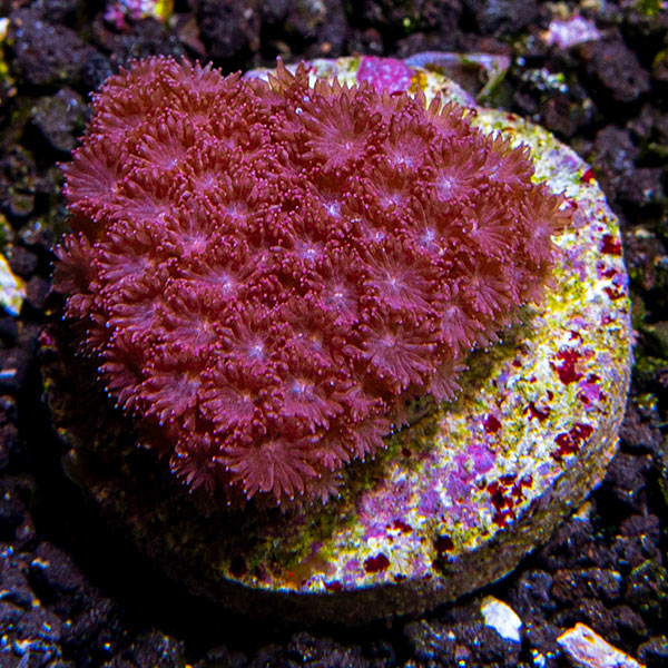 Flowerpot Coral: A Beautiful Addition to Your Aquarium