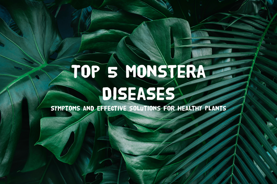 Monstera Diseases: Symptoms, Treatment, and Prevention