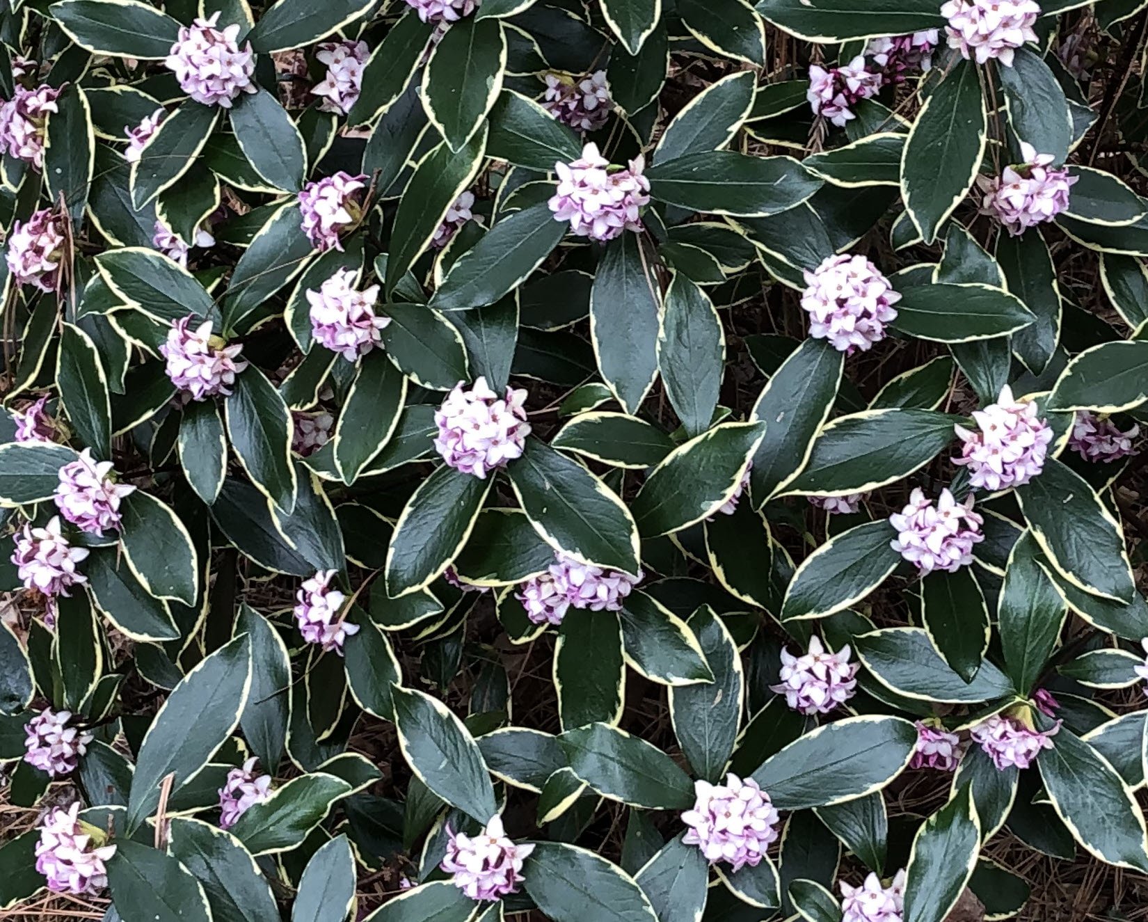 Do Winter Daphne Thrive or Just Survive in Organic Mulch Soil?