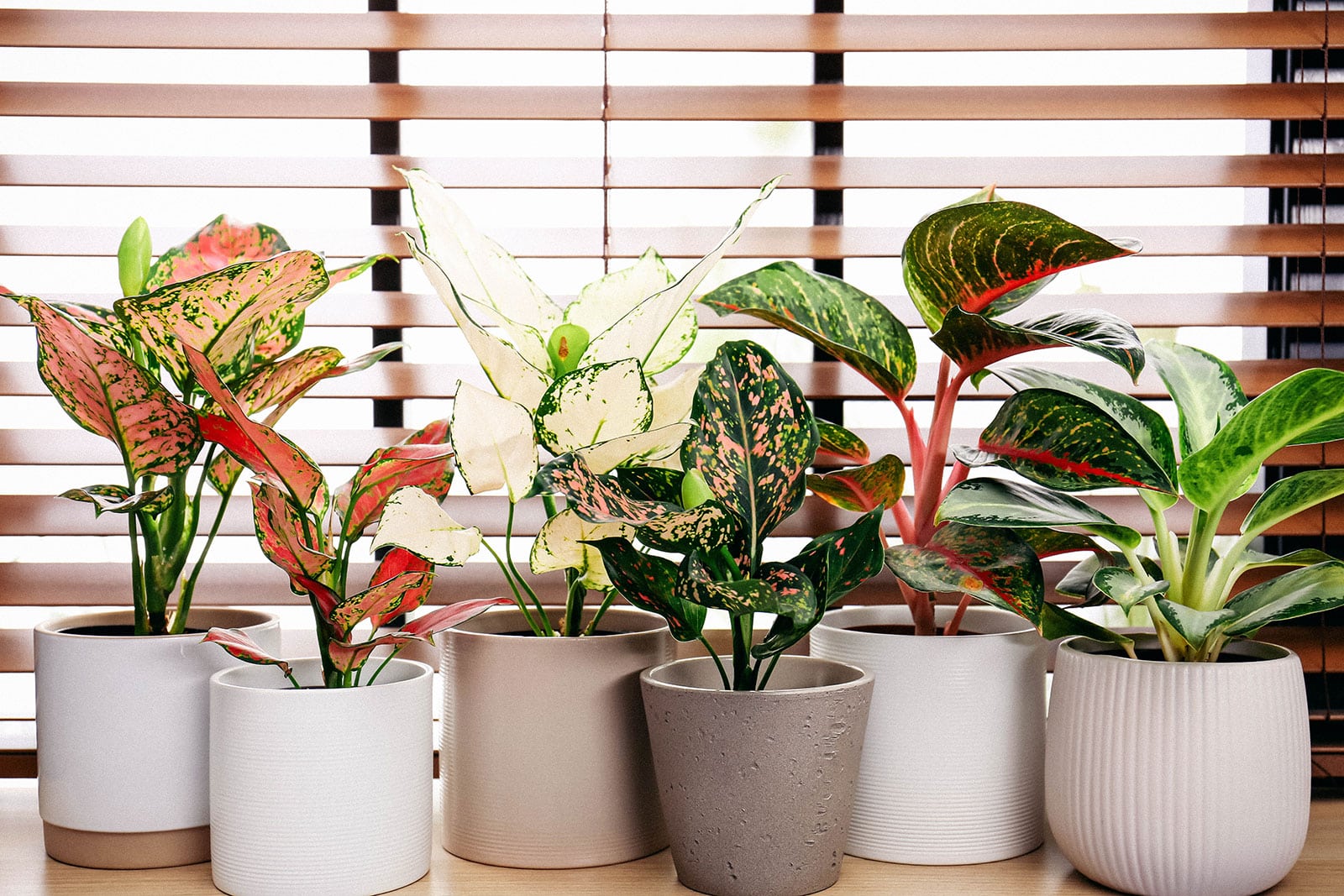aglaonema soil secrets: keep your chinese evergreen thriving