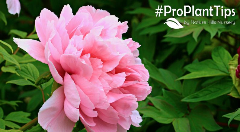 Post-Bloom Peony Care: A Beginners Guide to Care of Peonies After Flowering