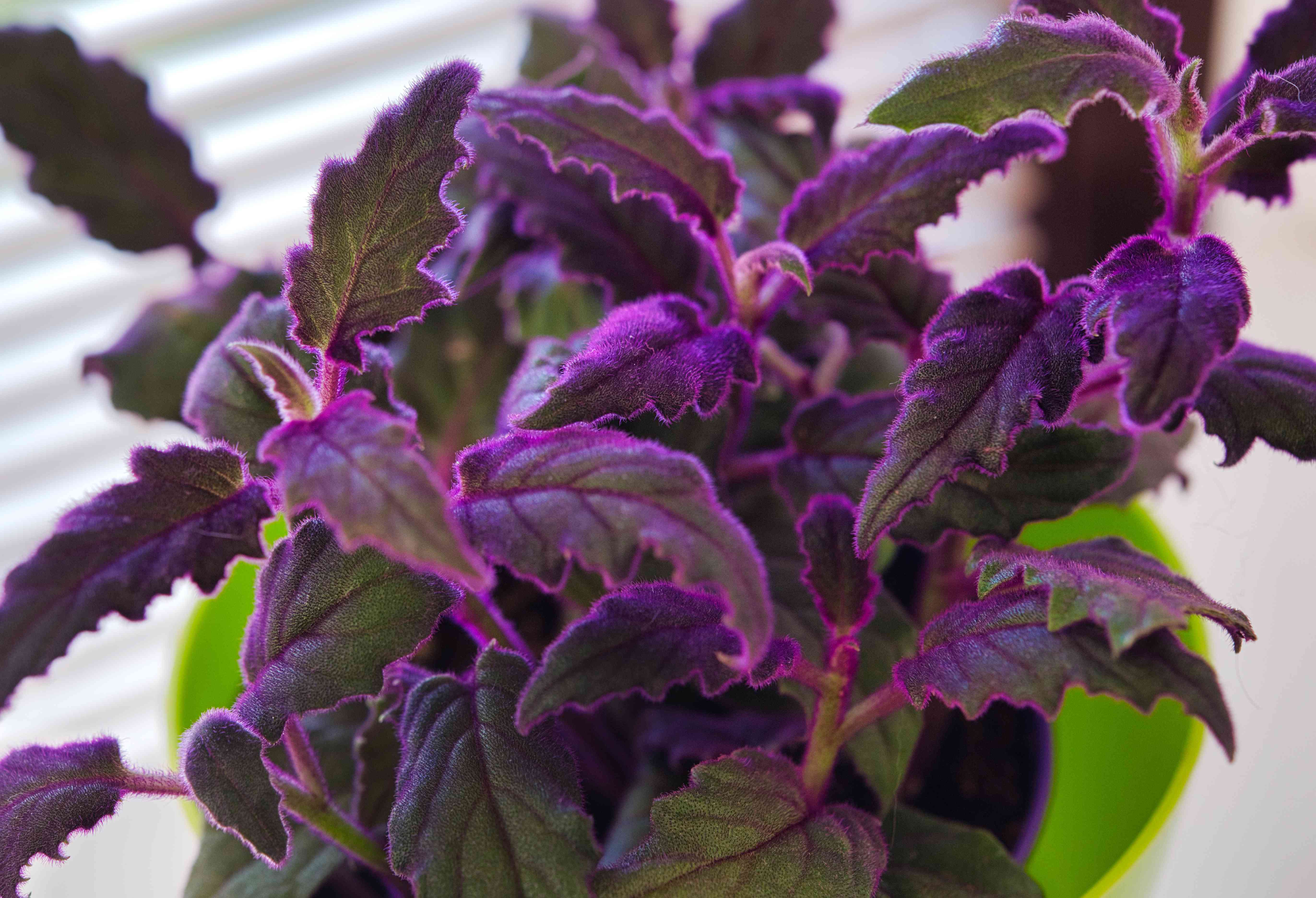How to Care for a Purple Passion Plant: The Ultimate Guide