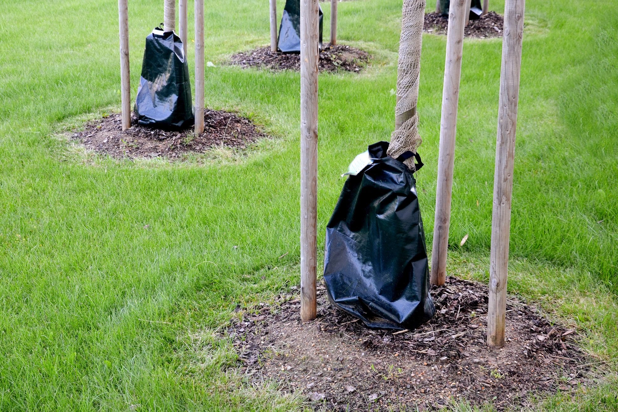 Best Tree Bag Watering Methods for Young Trees