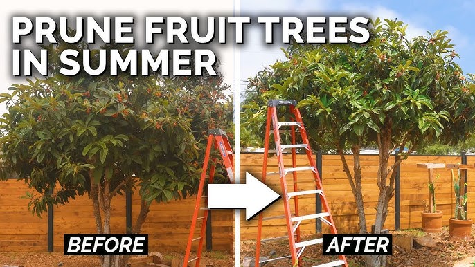 How to Do Loquat Pruning: A Simple Step-by-Step Guide