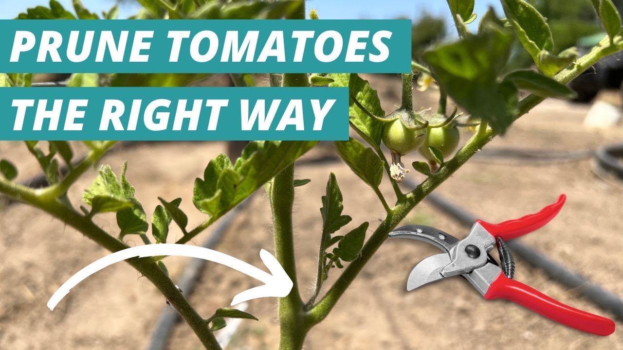 Best Way to Prune Tomatillos: A Step-by-Step Tutorial