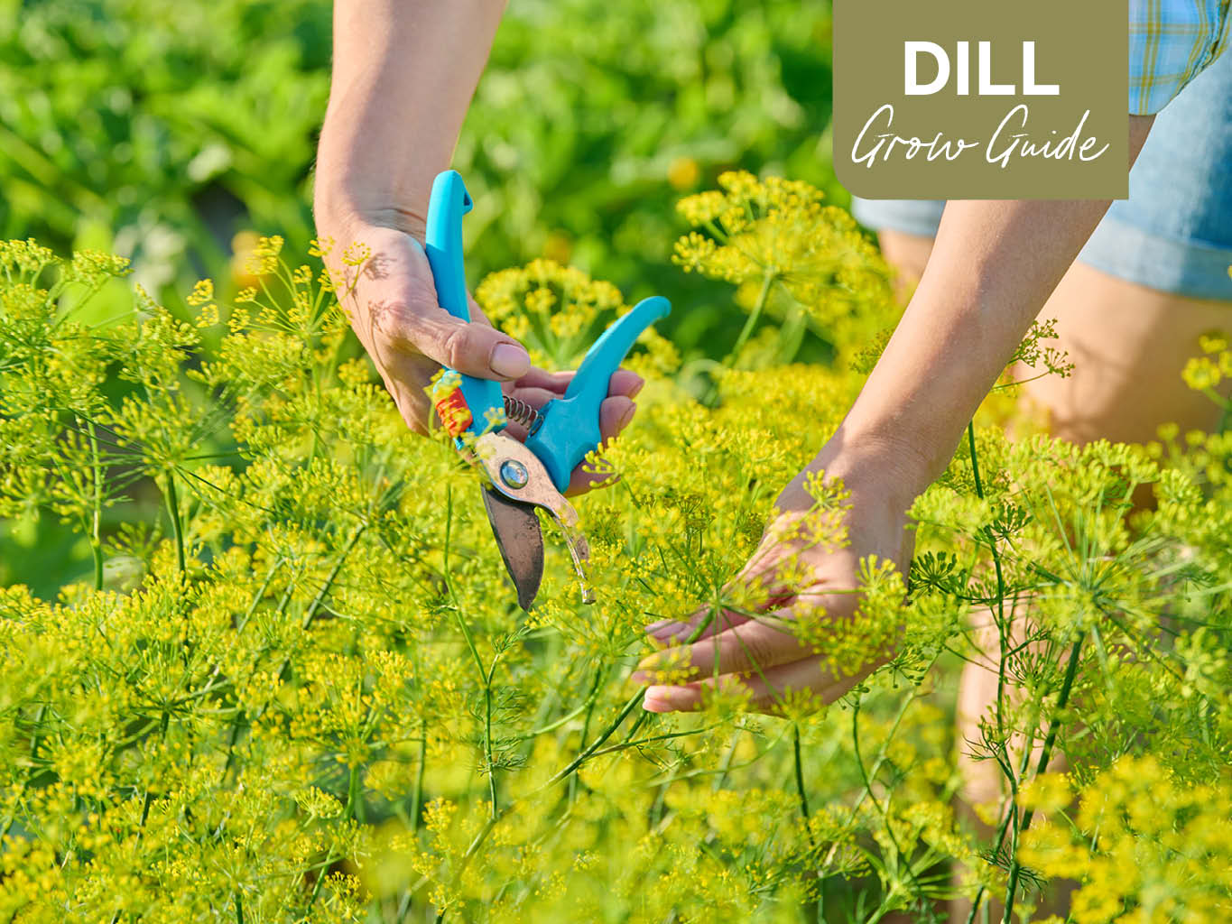 Growing dill with flowers: Tips for a bountiful harvest