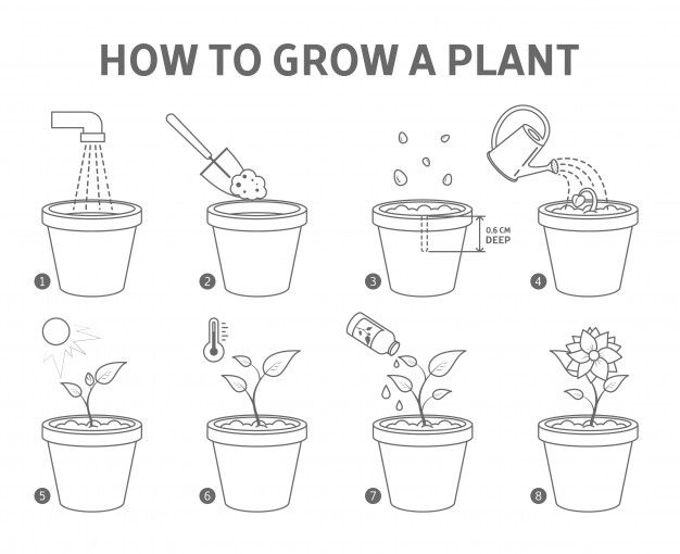 How to grow a flowerpot tree (step-by-step guide for beginners)