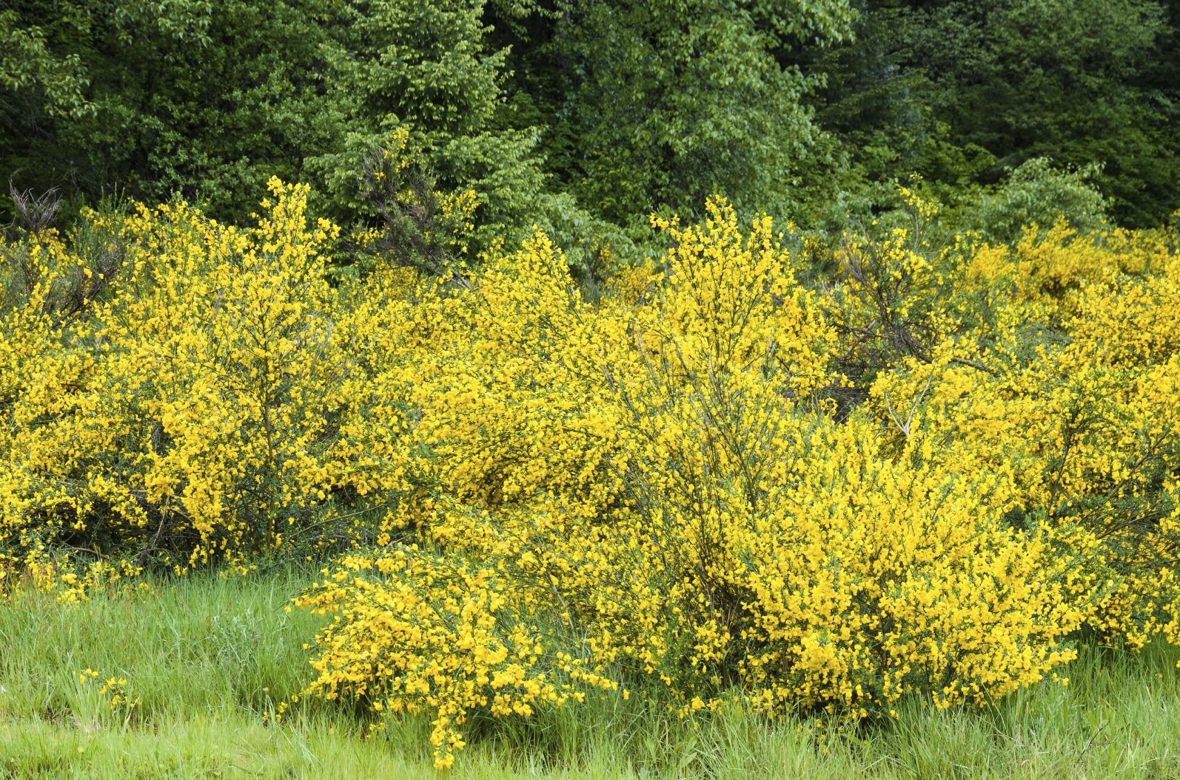 Scotch Broom Plant Pruning: A Simple Guide